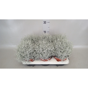 Leucophyta brownii