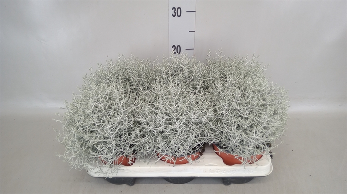 <h4>Leucophyta brownii</h4>