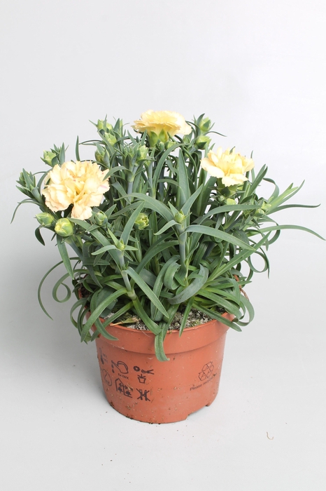 <h4>Dianthus Bling bling p10,5</h4>