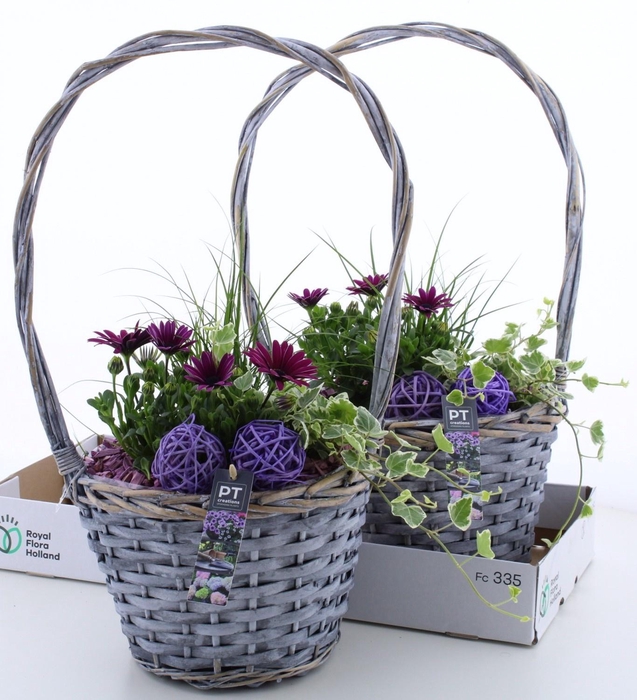 <h4>ARR TUINPLANTEN</h4>