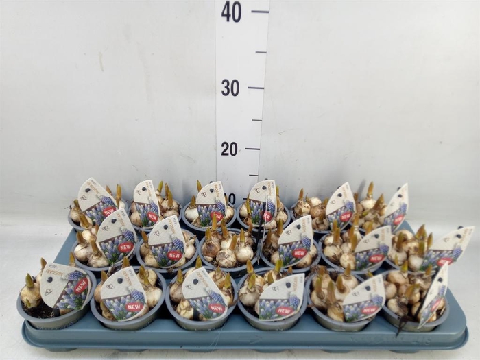 <h4>Muscari   ...</h4>