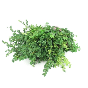 Buxus Pak