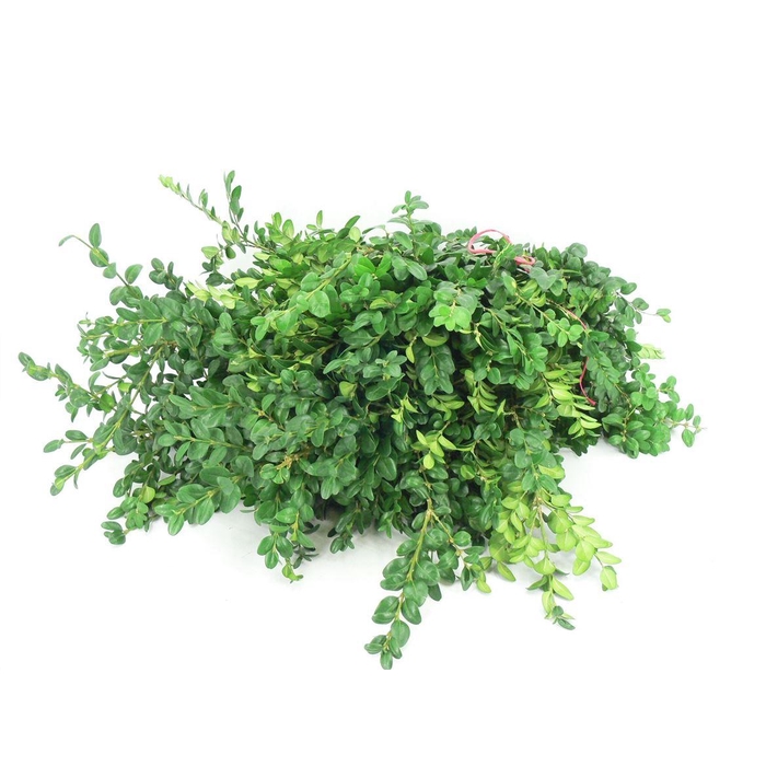 <h4>Buxus Pak</h4>