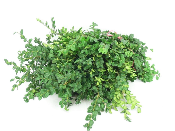 <h4>Buxus Pak</h4>