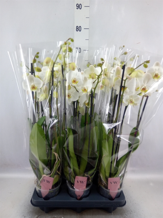 <h4>Phalaenopsis  'Ant Leeds'</h4>