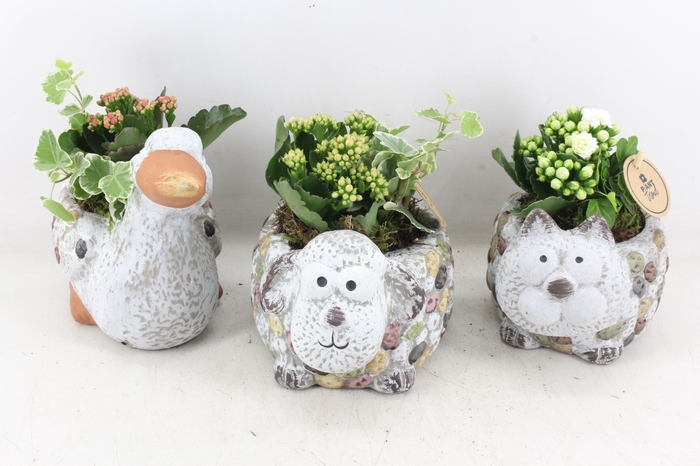 <h4>arr2 PL - Dierenmix x6 - mix</h4>