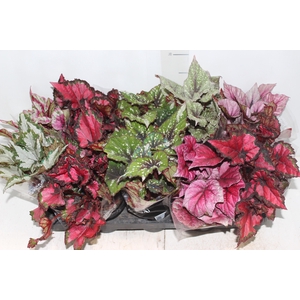 BEGONIA BELEAF P11 PO