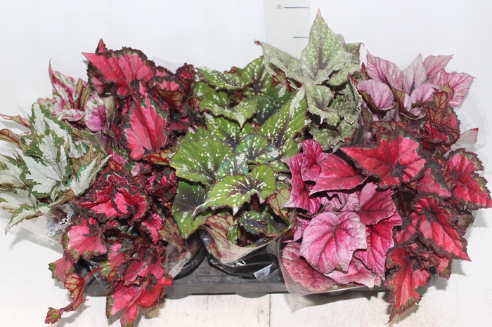 <h4>BEGONIA BELEAF P11 PO</h4>