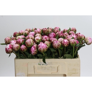 Paeonia Sarah Bernhardt