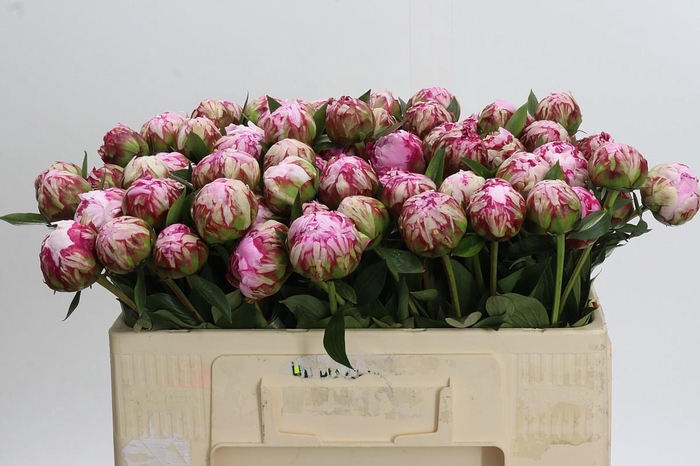 <h4>Paeonia Sarah Bernhardt</h4>