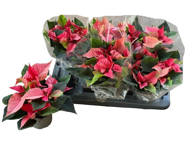 <h4>EUPHOR P CHR F PINK</h4>