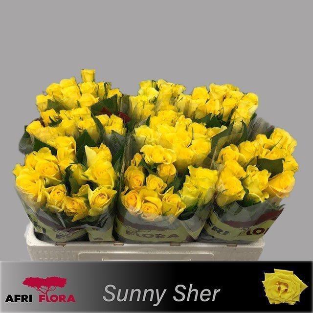 <h4>R KL SUNNY SHER</h4>