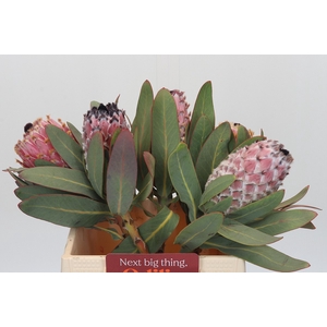 Protea Barbigera