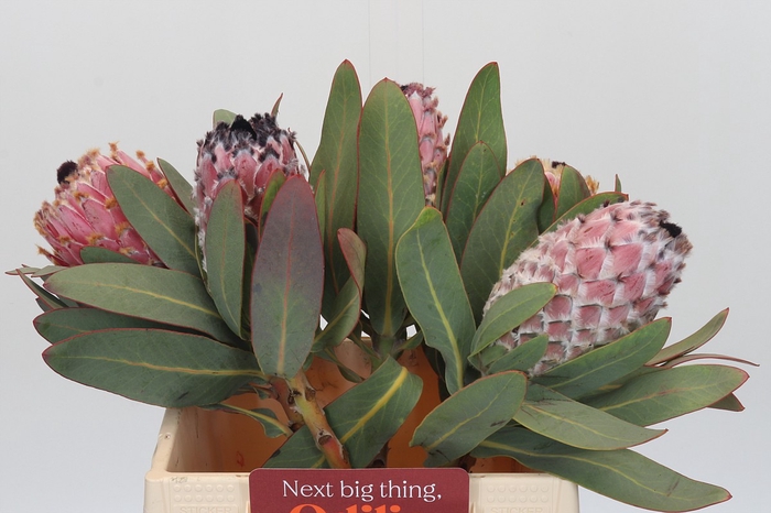 <h4>Protea Barbigera</h4>
