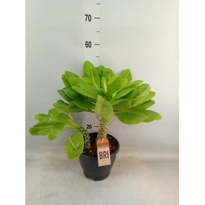 Brighamia ins. 'Hawaiian Palm'