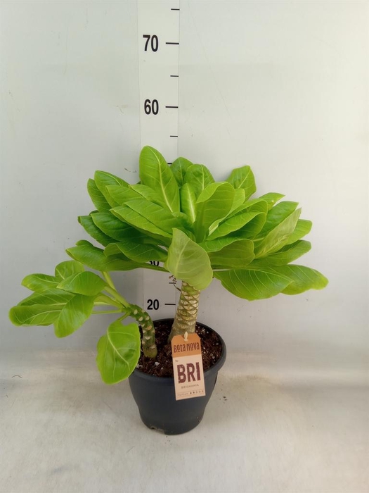 <h4>Brighamia ins. 'Hawaiian Palm'</h4>