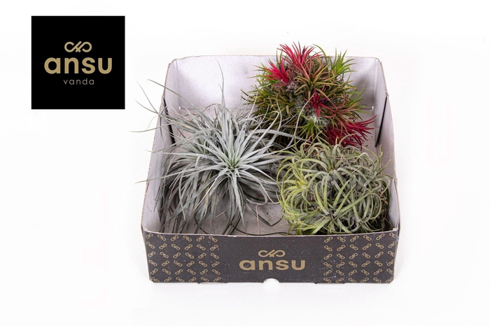 <h4>Tillandsia Trio</h4>
