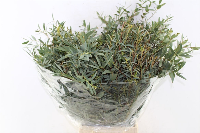<h4>Euca Nicoly Domenichina 300 Gram</h4>