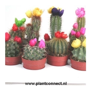 Cactus versierd