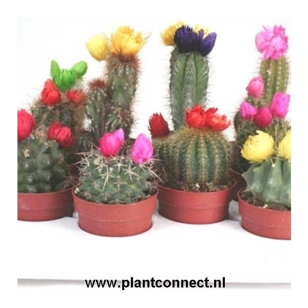 <h4>Cactus versierd</h4>