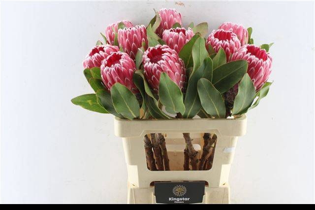 <h4>PROTEA OV PER STUK</h4>