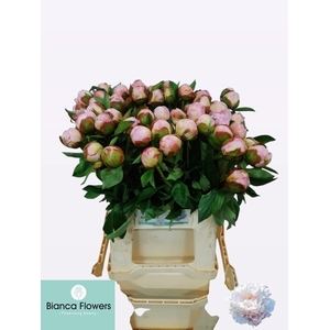 PAEO L GARDENIA
