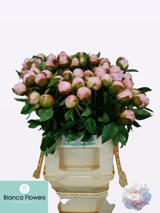<h4>PAEO L GARDENIA</h4>