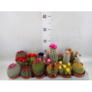 Cactus   ...decorated