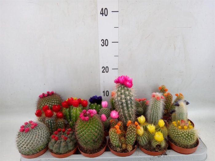 <h4>Cactus   ...decorated</h4>