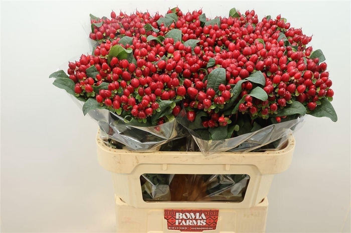 <h4>HYP MAG ROYAL RED</h4>