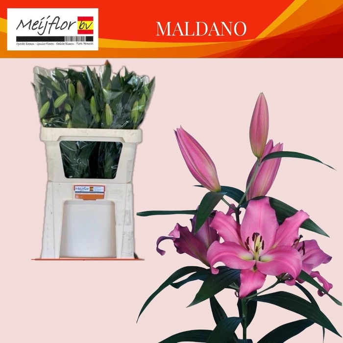 <h4>LI OT MALDANO</h4>