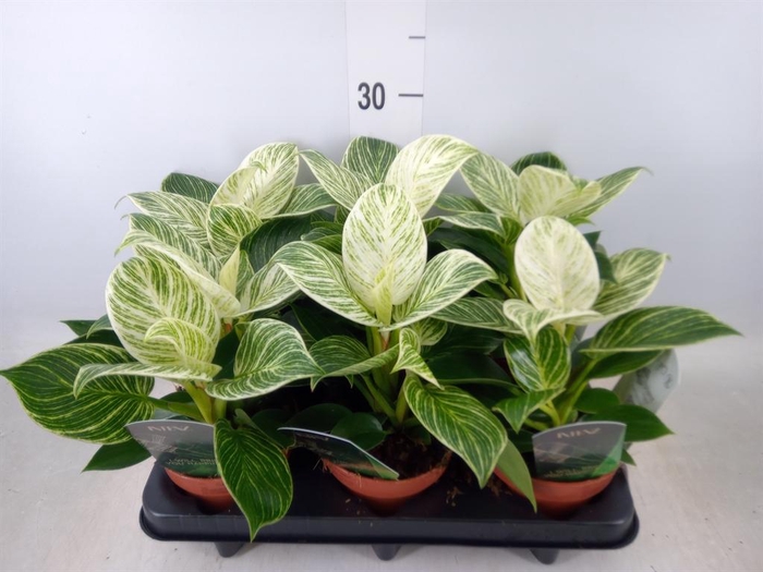 <h4>Philodendron   ...</h4>