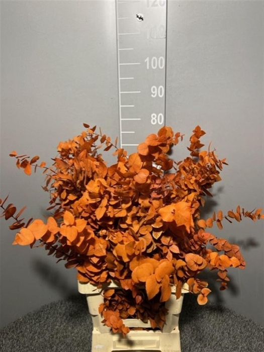 <h4>Dr Stuart Stab Orange Matt</h4>