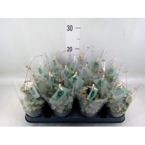 Ceropegia woodii ssp. woodii