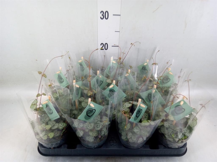 <h4>Ceropegia woodii ssp. woodii</h4>