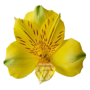 ALSTR COPACABANA Tessa