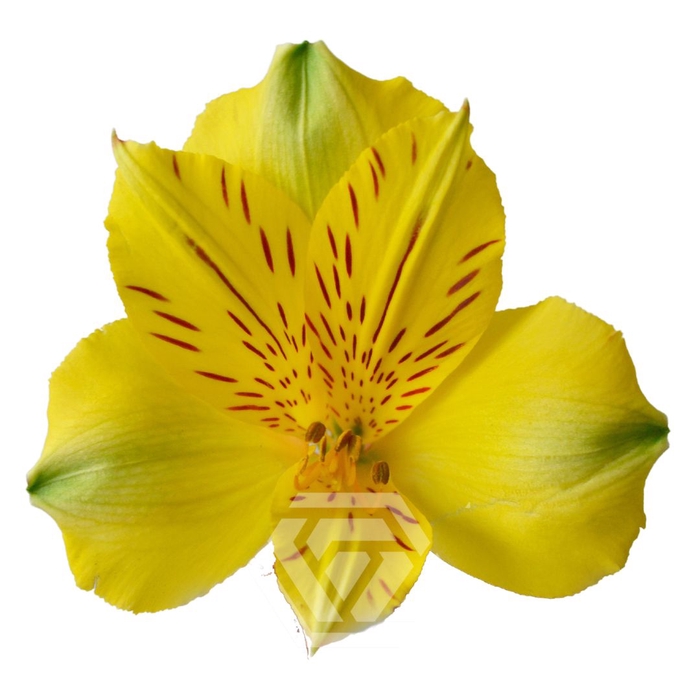 <h4>ALSTR COPACABANA 60CM Tessa</h4>