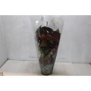 ANTHURIUM GIANT CHOCOLATE P17