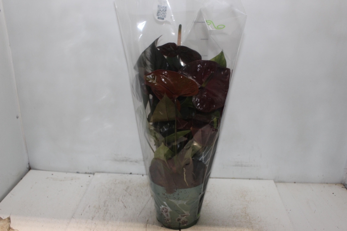 <h4>ANTHURIUM GIANT CHOCOLATE P17</h4>