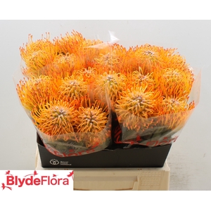 Leucospermum Ayoba Sun