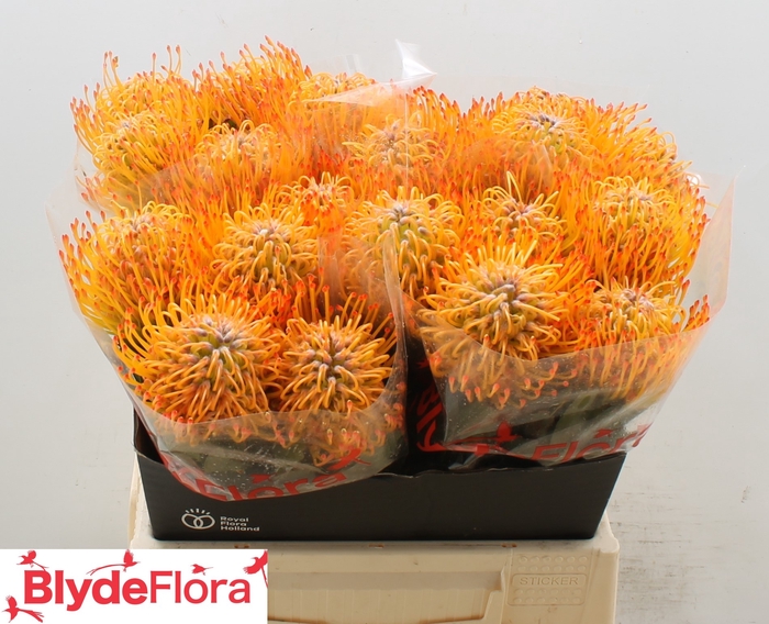 <h4>Leucospermum Ayoba Sun</h4>