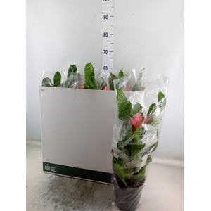 Aechmea fasciata 'Primera'