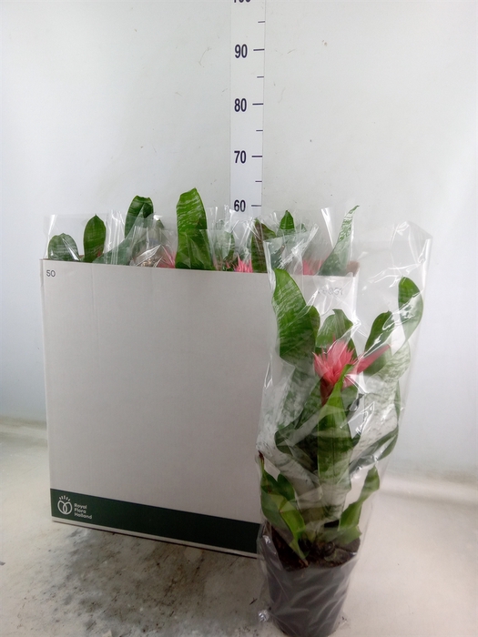<h4>Aechmea fasciata 'Primera'</h4>