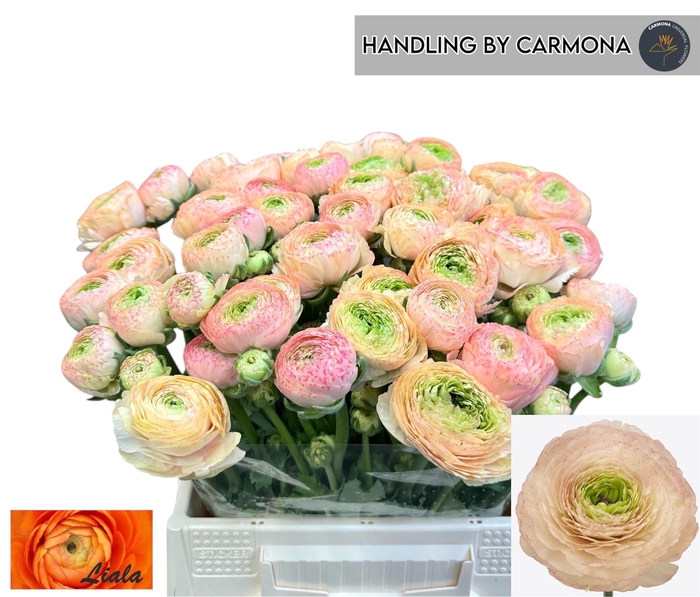 <h4>RAN SU TUAREG</h4>