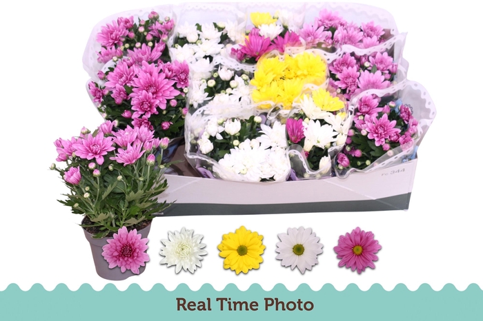 <h4>CHRYS GEM 3 KL</h4>