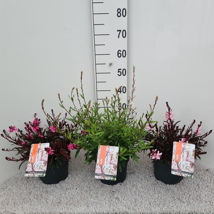<h4>Gaura Gemengd P19</h4>