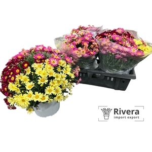 Daisy Crazy gemengd in pot 19