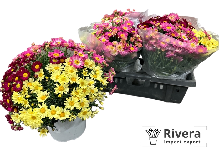 Daisy Crazy gemengd in pot 19