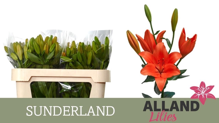 <h4>LI LA SUNDERLAND</h4>