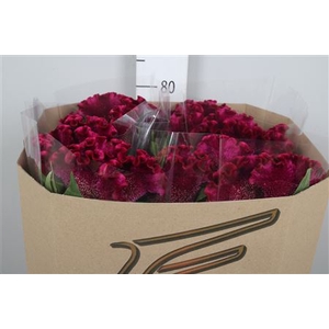 Cel C Cristi Purple